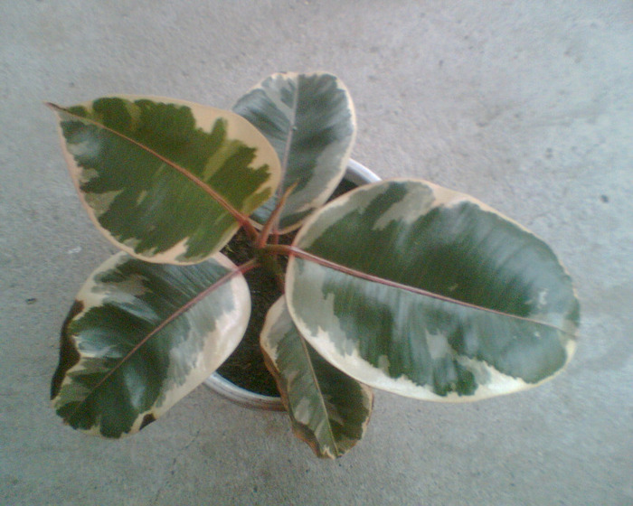 Picture 104 - Flori de la Dianadia