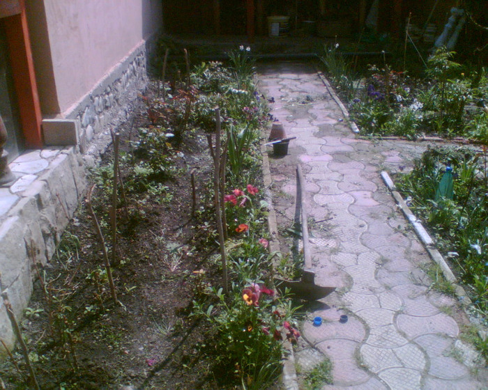 Imag010 - gradina 2011