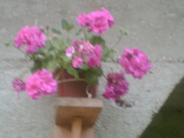 Picture 093 - Muscate