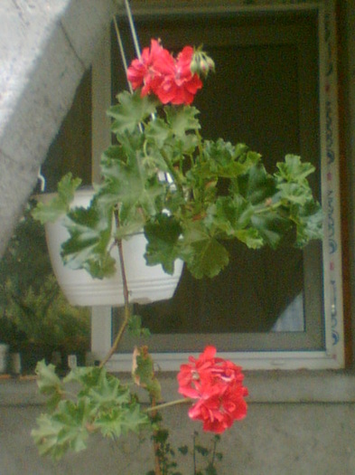 Picture 095 - Muscate