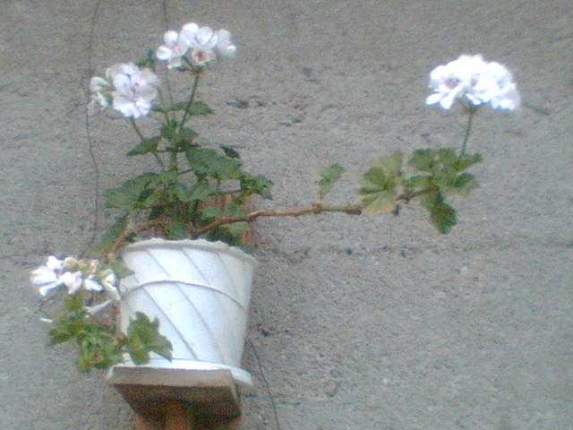 Picture 096 - Muscate