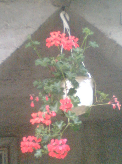Picture 094 - Muscate