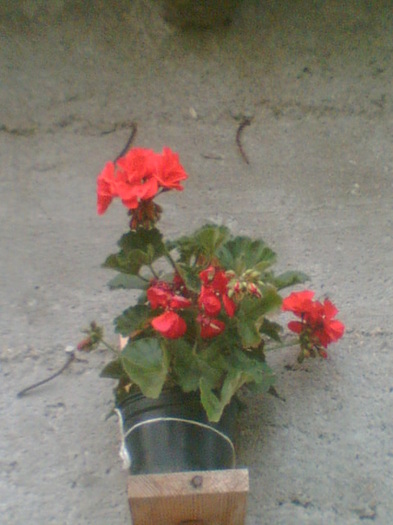 Picture 099 - Muscate