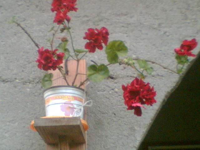Picture 097 - Muscate