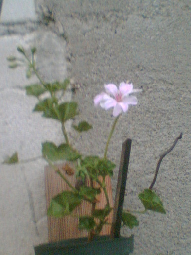 Picture 098 - Muscate