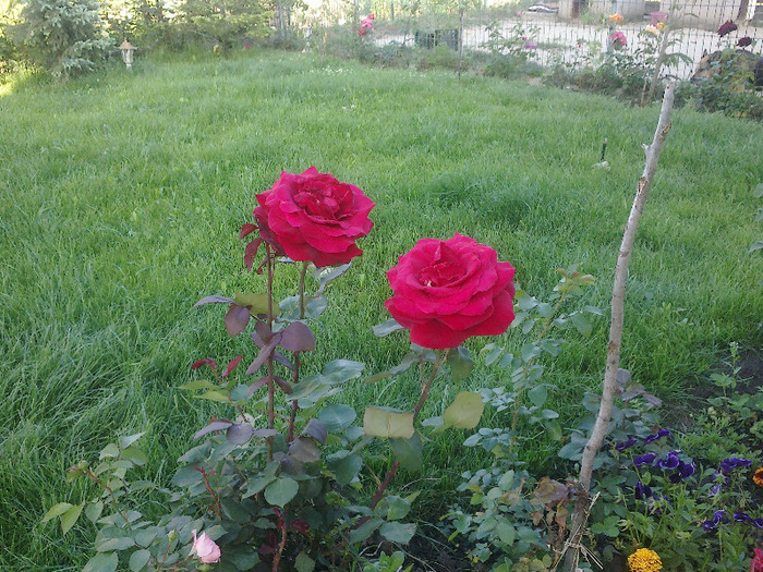 nu stiu cum se numeste - au inflorit trandafirii mai 2013