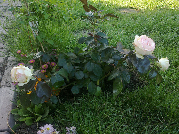 beidermeier - au inflorit trandafirii mai 2013
