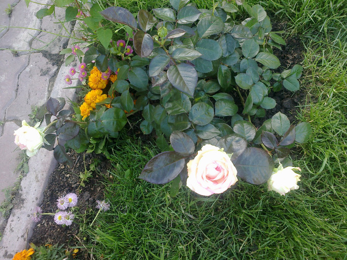 biedermeier - au inflorit trandafirii mai 2013