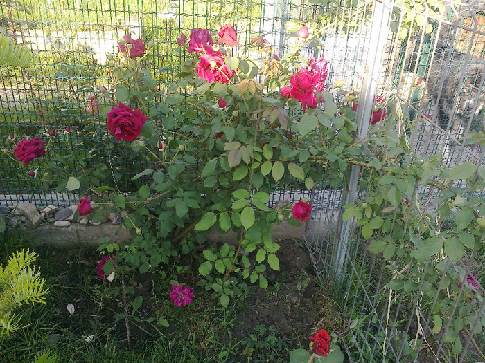 urcatorul parfumat - au inflorit trandafirii mai 2013