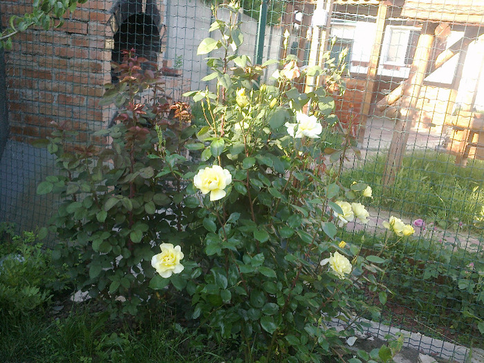 Mabella - au inflorit trandafirii mai 2013