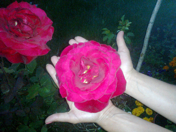 nu stiu cum se numeste; diametrul florii are 18 cm
