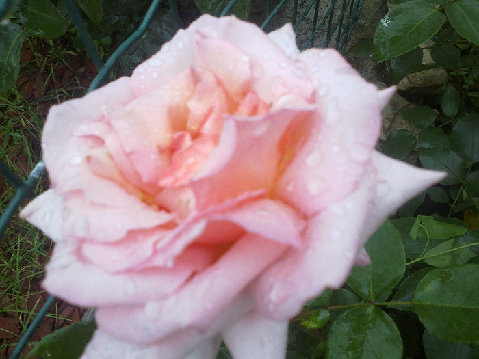 trandafiri 01. iunie 2011 036