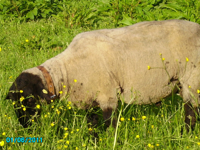 berbecul Gyuri la noul stapan