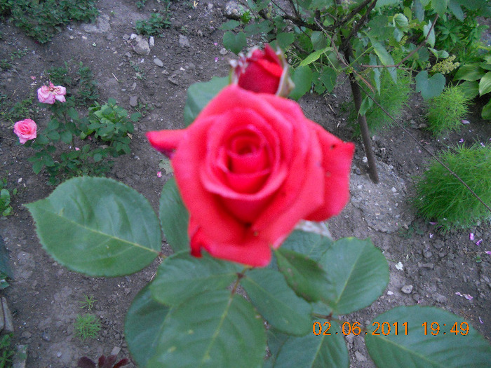 DSCN1516 - trandafiri 2011