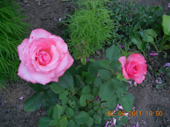 DSCN1521 - trandafiri 2011