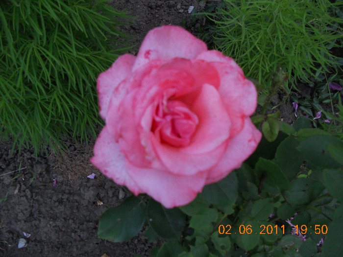 DSCN1522 - trandafiri 2011