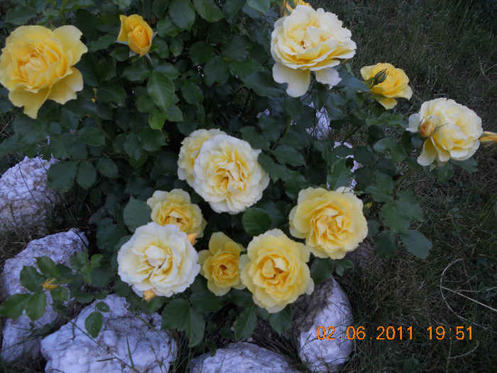 DSCN1525 - trandafiri 2011