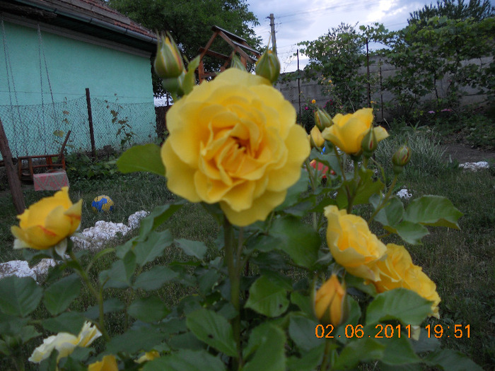 DSCN1526 - trandafiri 2011