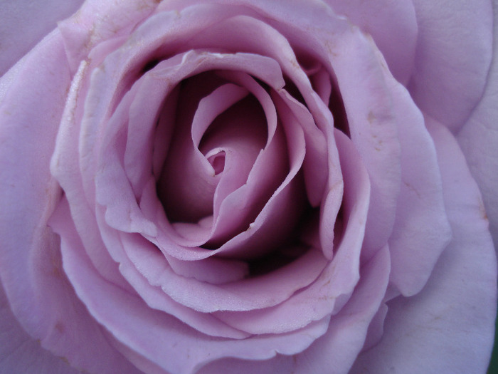 Rose Sissi (2011, June 02) - Rose Sissi