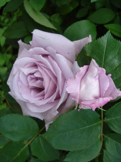 Rose Sissi (2011, June 02) - Rose Sissi