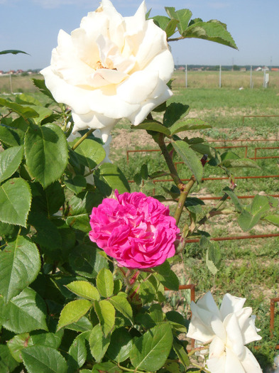Virgo & Rose de Rescht - Trandafiri
