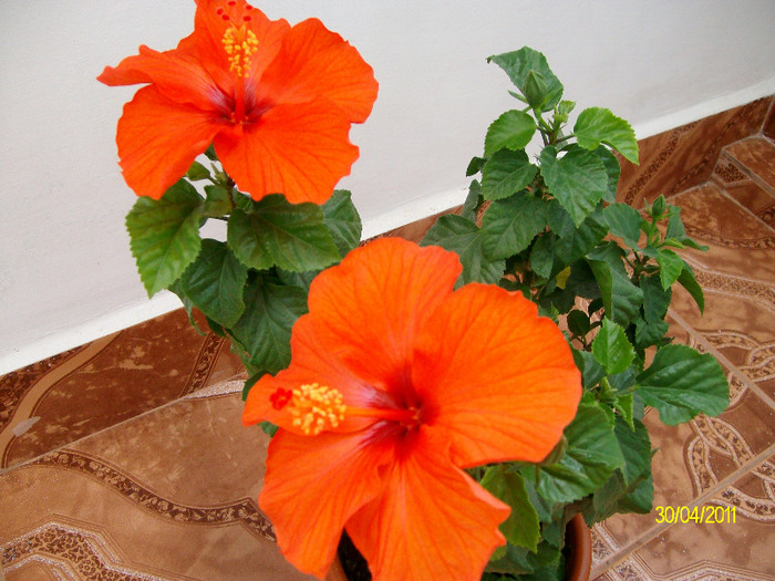 SANY8645 - hibiscus