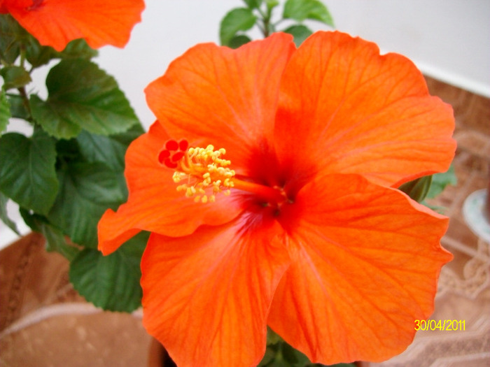 SANY8648 - hibiscus