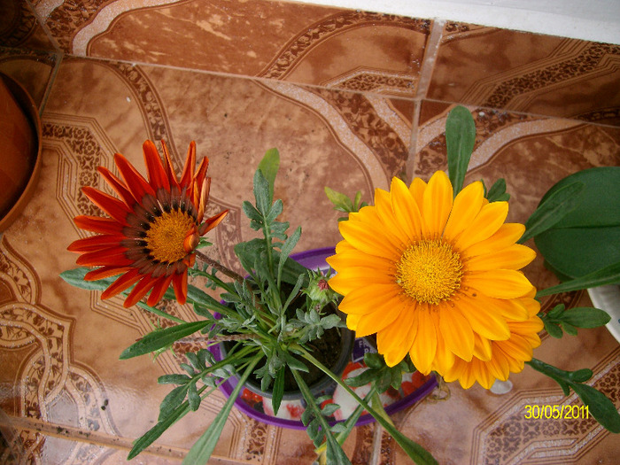 SANY9156 - gazania