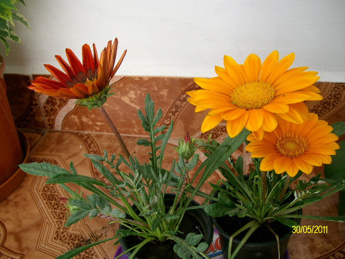 SANY9157 - gazania