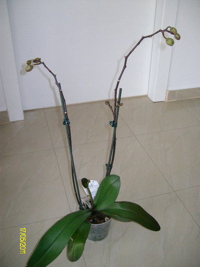 SANY8804 - orhidee2