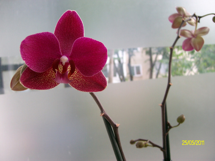 SANY8988 - orhidee2