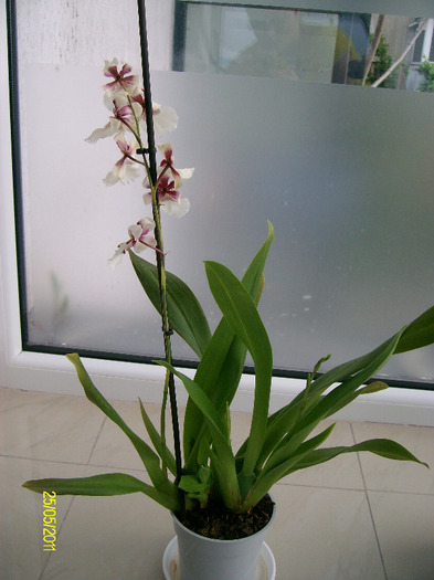 SANY8989 - orhidee2