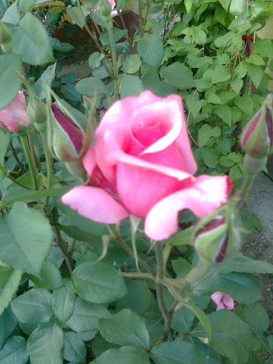 Th-foarte vechi - trandafiri 2011