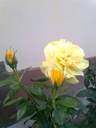 Friesia - trandafiri 2011