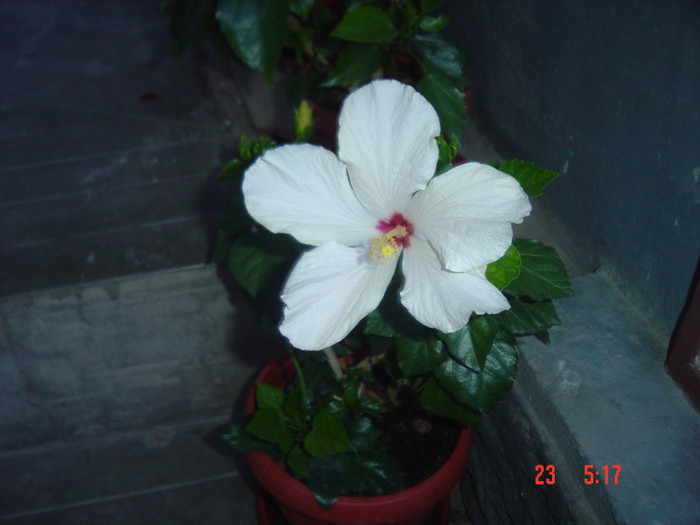 Picture 1253 - 09-2012-HIBISCUS