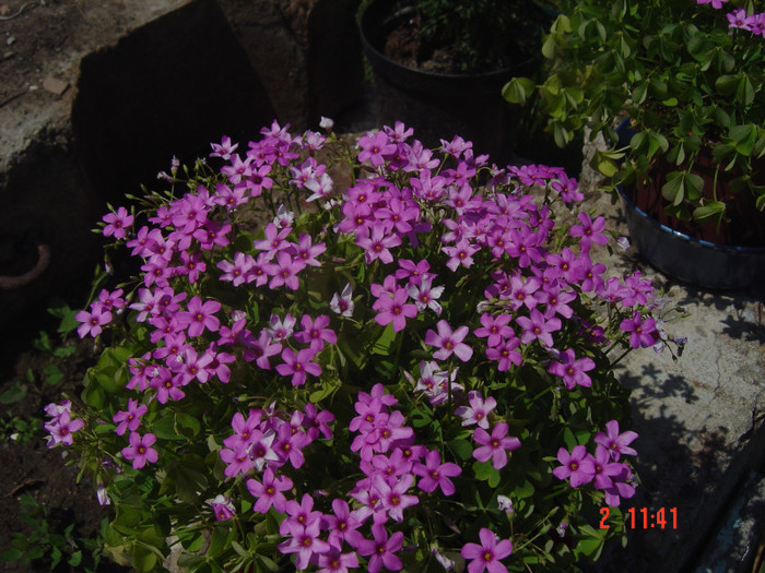OXALIS