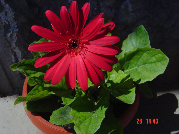 GERBERA - 2011-2012 FLORI DE CAMERA