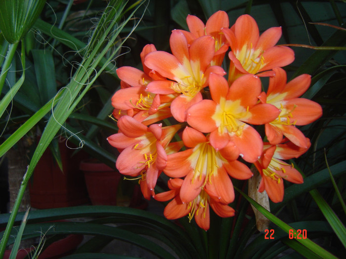 Picture 1249 - 2012 CLIVIA 2010-2011