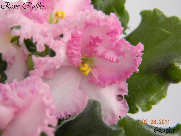 Rosie Ruffles 02-06-2011\'(v) - Violete de colectie 2010-2011