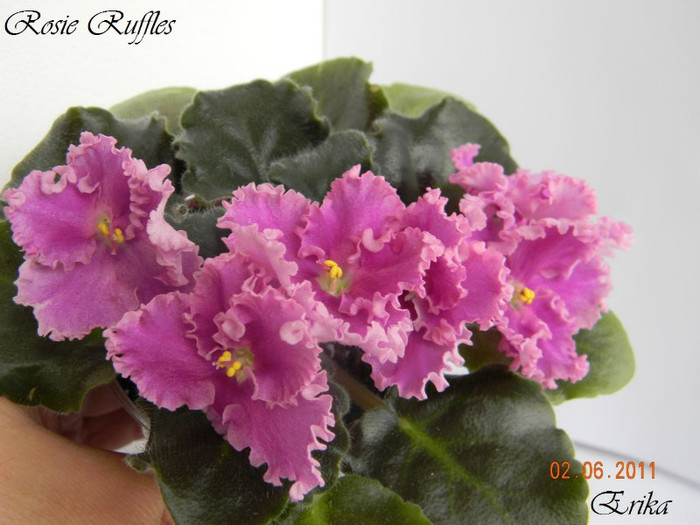 Rosie Ruffles 02-06-2011 - Violete de colectie 2010-2011