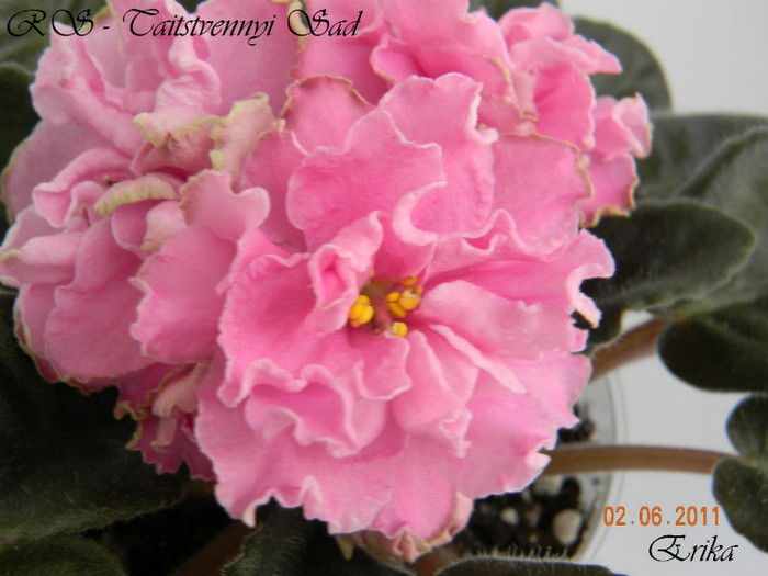 RS - Taitstvennyi Sad 02-06-2011 - Violete de colectie 2010-2011