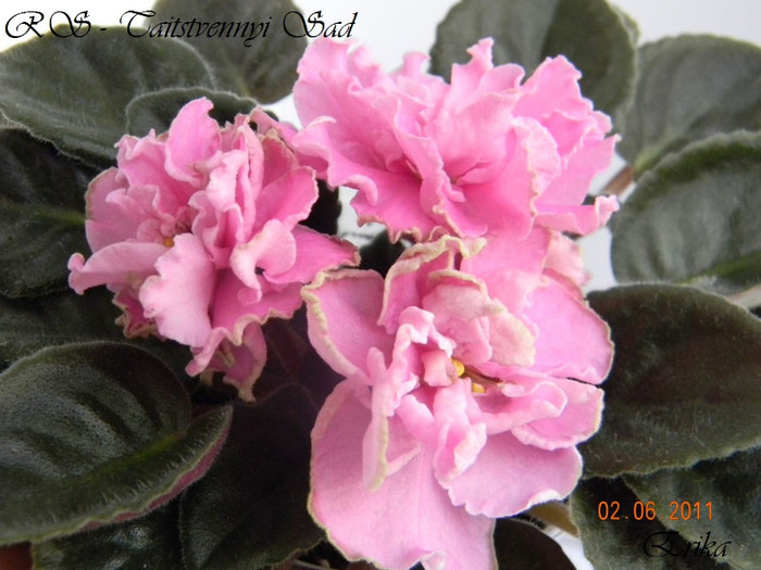 RS - Taitstvennyi Sad 02-06-2011\'\'\' - Violete de colectie 2010-2011