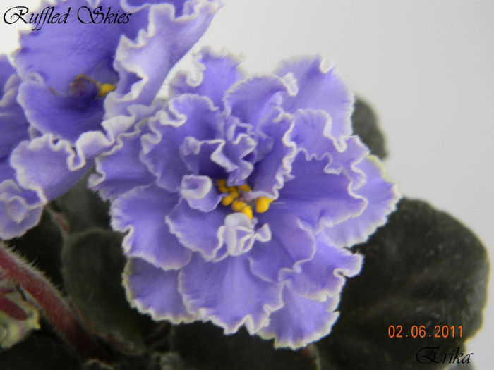 Ruffled Skies 02-06-2011 - Violete de colectie 2010-2011