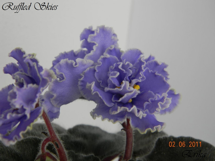 Ruffled Skies 02-06-2011\'\' - Violete de colectie 2010-2011
