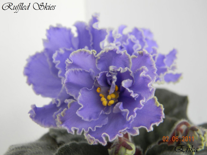 Ruffled Skies 02-06-2011\'\'\' - Violete de colectie 2010-2011