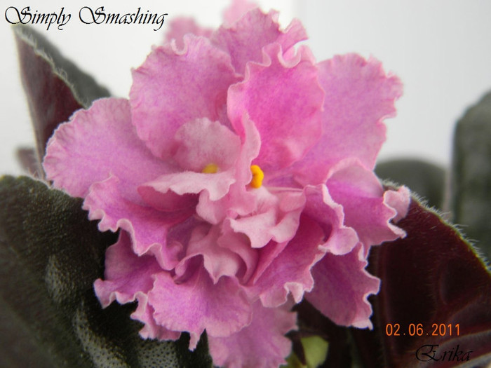 Simply Smashing 02-06-2011\' - Violete de colectie 2010-2011