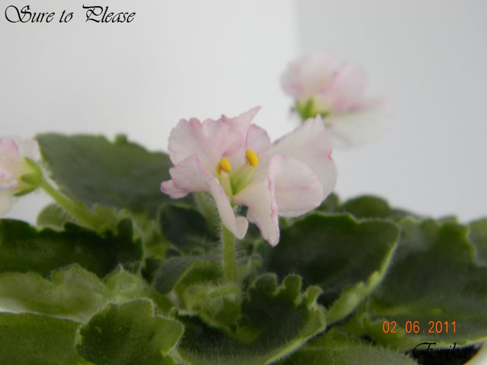 Sure to Please 02-06-2011 - Violete de colectie 2010-2011