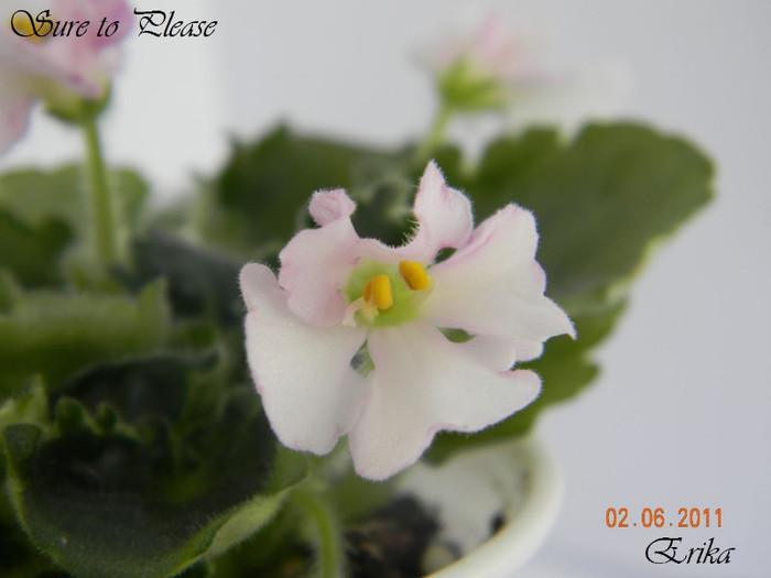 Sure to Please 02-06-2011\'\' - Violete de colectie 2010-2011