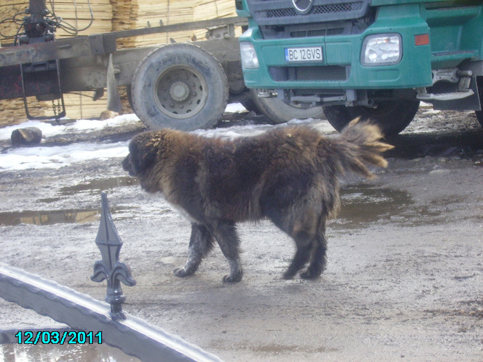 Bandi 005 - Ferma Gorbe 2010