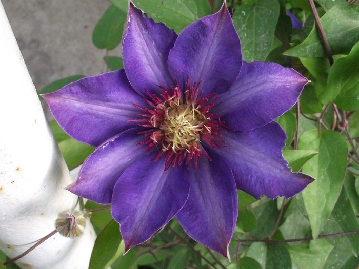 DSCF1478 - clematis